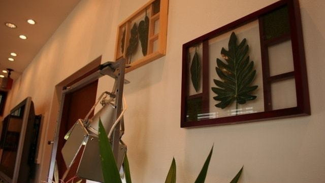 医院の植物